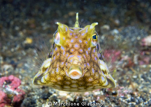 The box
Nikon D200, 60 micro, twin strobo
Lembeh street by Marchione Giacomo 
